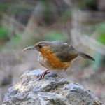 Rusty-cheeked Scimitar-babbler Stock Photo