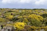 Wild Flowers On The Region Near Sagres, Portugal Stock Photo