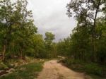 Forest Pathway Stock Photo