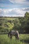 Horse On The Green Meadow Stock Photo