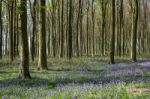 Bluebells In Wepham Wood Stock Photo