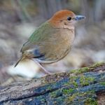 Female Rusty-naped Pitta Stock Photo