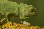 Cute Green Chameleon Stock Photo