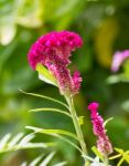 Cockscomb Flower Stock Photo