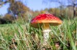 Fly Agaric Toadstool (amanita Muscaria) Stock Photo