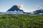 Reynolds Mountain Over Wildflower Field At Logan Pass, Glacier N Stock Photo