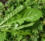 Bouquet Of Leaves From Dandelions Stock Photo