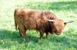 Highland Cow 3 Stock Photo