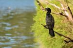 Little Black Shag Stock Photo