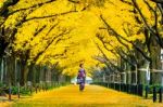 Beautiful Girl Wearing Japanese Traditional Kimono At Row Of Yellow Ginkgo Tree In Autumn. Autumn Park In Tokyo, Japan Stock Photo