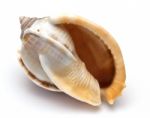 Sea Shell On White Background Stock Photo