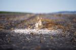 Cotton Field In Oakey Stock Photo