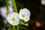 White Flower Of Creeping Burhead Stock Photo