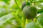 Small Japan Melon (honeydew Melon) In Farm Stock Photo