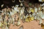 Diversity Of Butterfly Species,butterfly Eating Salt Licks On Ground Stock Photo