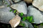 Leafs Growing Through Rocks Stock Photo