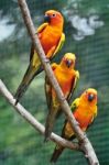 Sun Conure Stock Photo