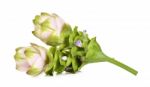 Siam Tulip Flower Isolated On White Background Stock Photo