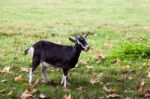 Goat In A Farm Field In Parco Di Monza Italy Stock Photo