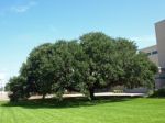 Old Oak Tree Stock Photo