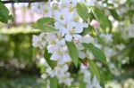 The Blooming Of Apple Trees Stock Photo