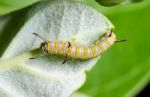 Caterpillar On A Calotropis Stock Photo