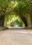 Road Through Tunnel Of Bamboo Tree Forest Stock Photo