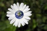 Daisy Flower And Earth Stock Photo