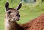 The Beautiful Background With A Lama Stock Photo