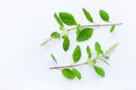 Holy Basil On White Background Stock Photo