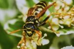 Wasp On A Flowering Tree Stock Photo