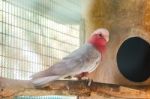 Citron Crested Cockatoo Stock Photo