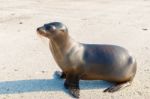 Sea Lion In Galapagos Islands Stock Photo