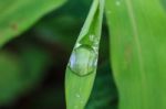 Green Leaf With Drops Of Water Stock Photo