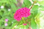 Celosia Cristata Stock Photo