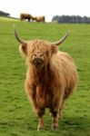 Highland Cows Stock Photo