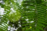 Green Leaves Stock Photo