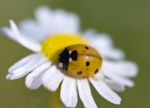 Ladybird Stock Photo