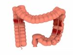 Digestive Organ Isolated Stock Photo