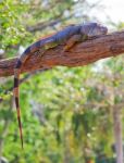 Iguana Reptile Stock Photo