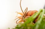 Baby Carrots Bunch Tied With Rope Stock Photo