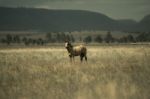 Australian Horse In The Paddock Stock Photo