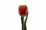 Tulip Stock Photo