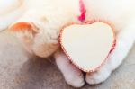 Shy White Cat With Heart Box,love Cats Concept Stock Photo