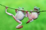 Dumpy Frogs, Dumpy Tree Frogs On Twigs Stock Photo