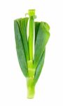 Japanese Bunching Onion Isolated Stock Photo