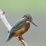 Common Kingfisher Stock Photo