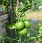 Thai Green Lemon Tree Stock Photo