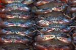 Soft Shell Black Crab Stock Photo