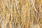 Dry Paddy Rice Stock Photo